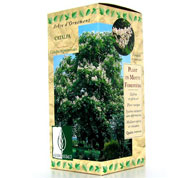 coffret botanique- catalpa